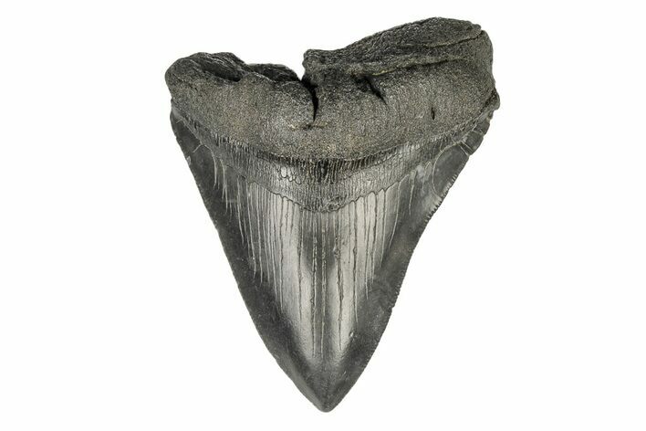 Bargain, Fossil Megalodon Tooth - Serrated Blade #193958